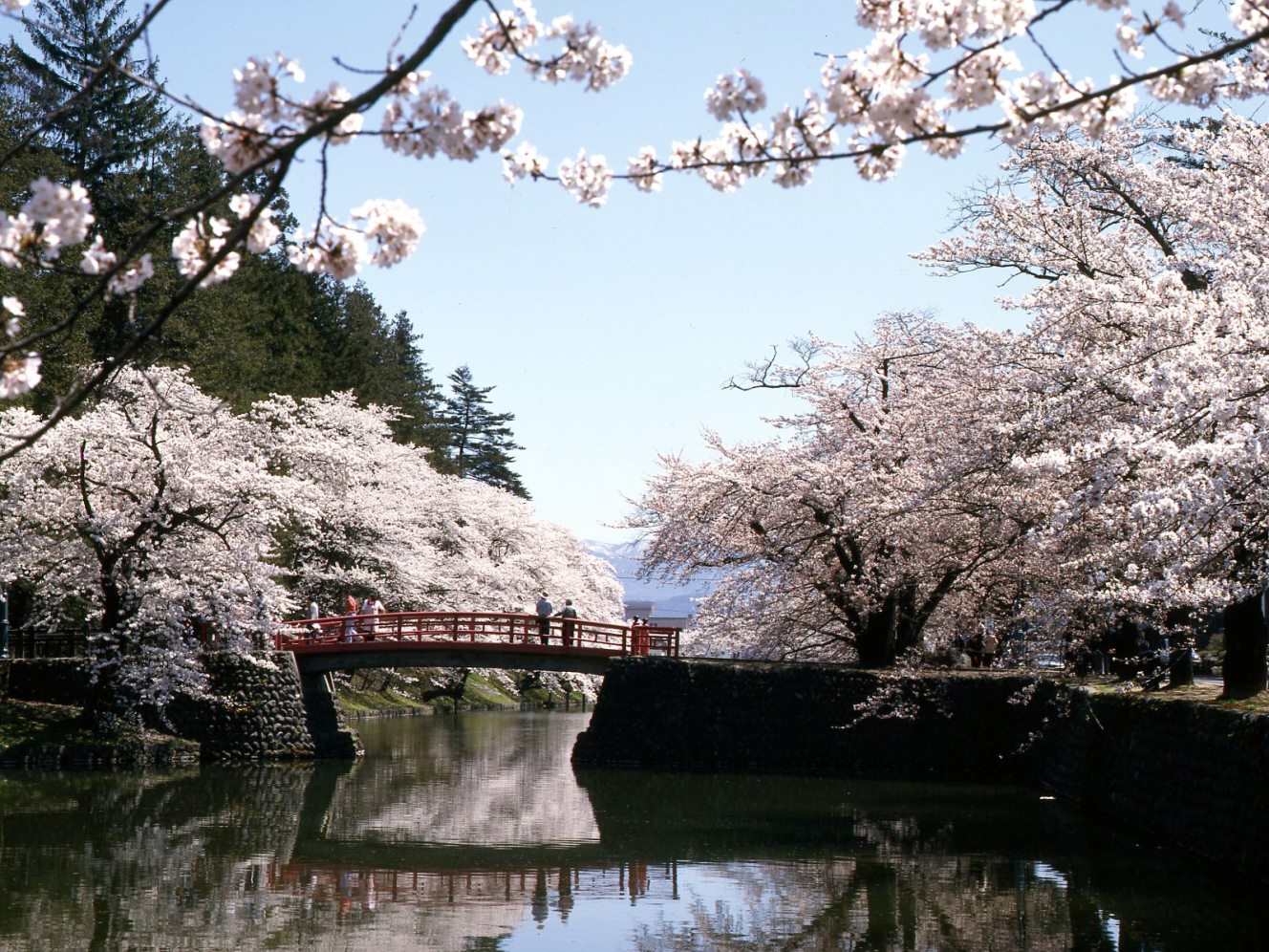 松が岬公園桜ライトアップ 例年の見頃 4月中旬 イベントナビ
